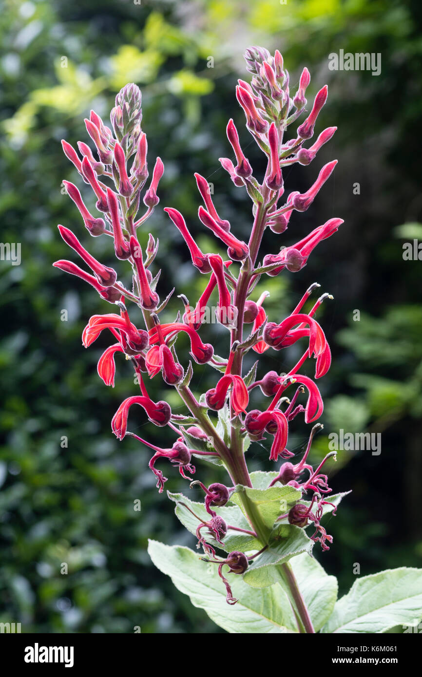 I picchi di fiore del diavolo ornamentali al tabacco, Lobelia tupa Foto Stock