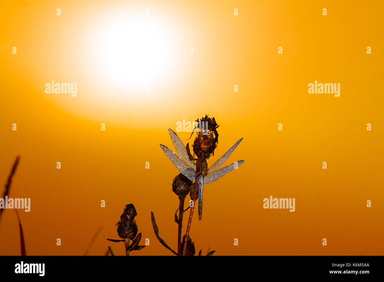 Bellissima dragonfly la mattina presto al sorgere del sole sul prato estivo. gocce di rugiada sulle ali di una libellula Foto Stock