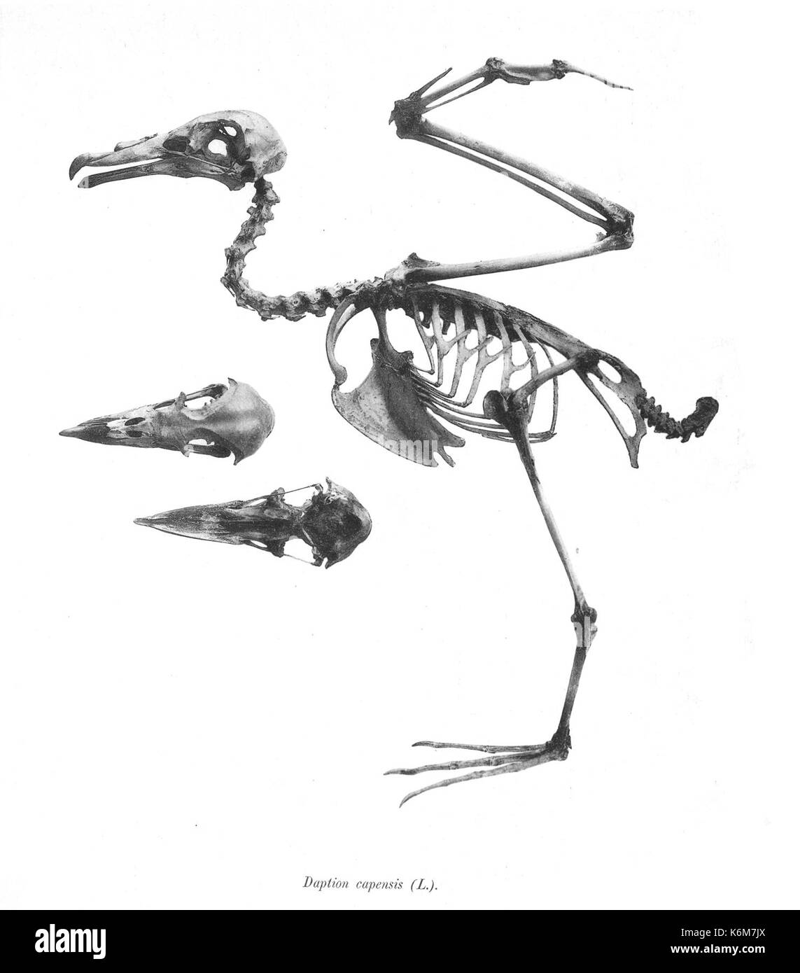 Daption capensis 110 Foto Stock