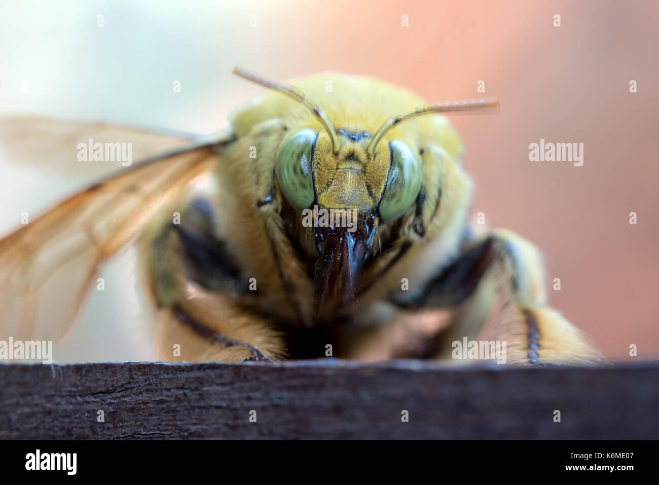 Il falegname tropicale bee, xylocopa latipes, siede su legno, vista macro Foto Stock