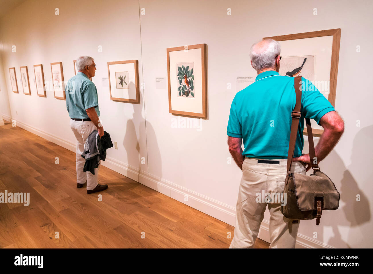 Charleston South Carolina, centro storico, Museo d'Arte di Gibbes, collezione espositiva, collezione reale britannica, Mark Catesby, interno, g Foto Stock