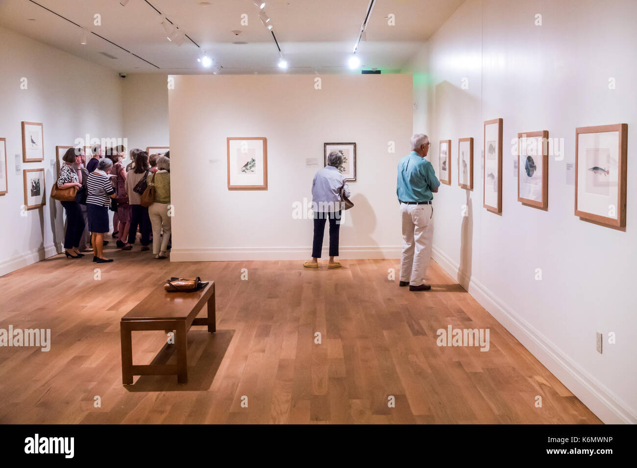 Charleston South Carolina, centro storico, Museo d'Arte di Gibbes, collezione espositiva, collezione reale britannica, Mark Catesby, interno, g Foto Stock