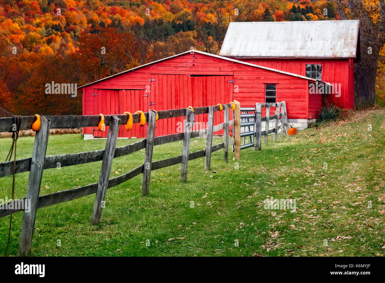 Granaio rosso in autunno - Rosso granai con decorazioni d'Autunno lungo una recinzione di legno contro il picco di colori di caduta delle foglie nella Hudson Valley area della nuova Y Foto Stock