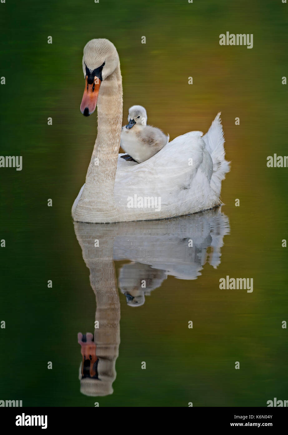 Femmina di Cigno con lei di recente nato Cygnet andare per una nuotata nel laghetto. Foto Stock