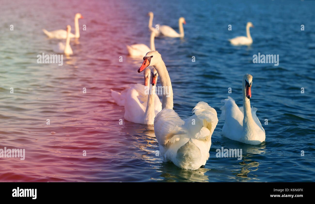 Foto di bellissimi cigni Foto Stock