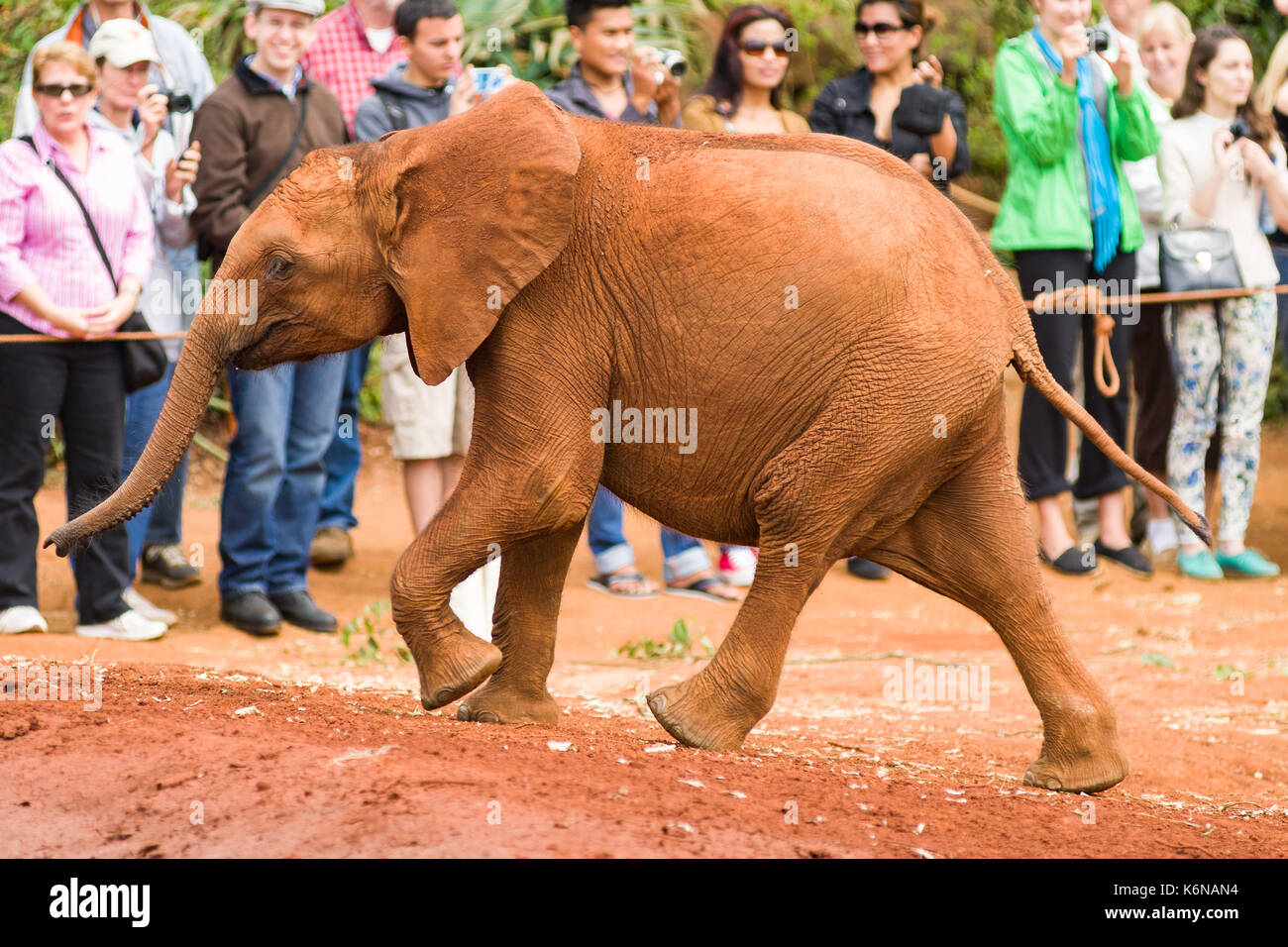 Bambini baby bush africano Elefante africano (Loxodonta africana) durante il periodo di alimentazione al David Sheldrick's l'Orfanotrofio degli Elefanti, Nairobi, Kenia Foto Stock