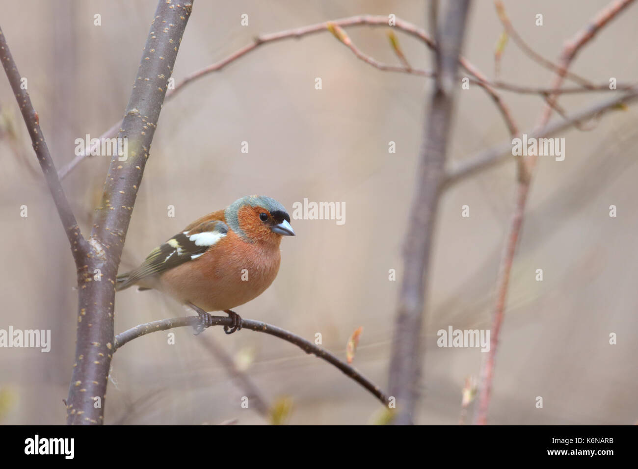 (Fringuello Fringilla coelebs) in primavera, Europa Foto Stock