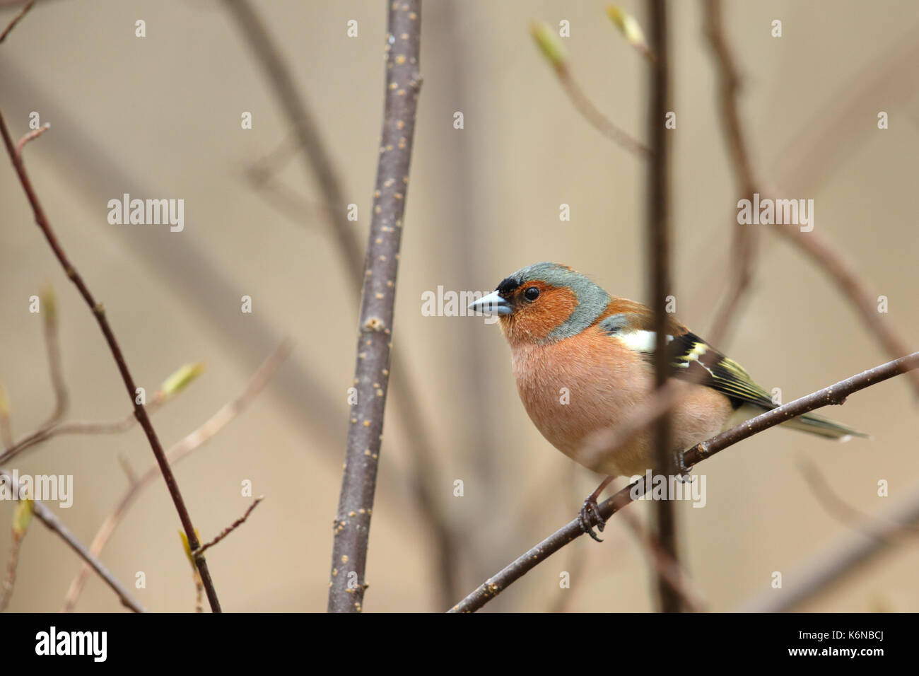 (Fringuello Fringilla coelebs) in primavera, Europa Foto Stock