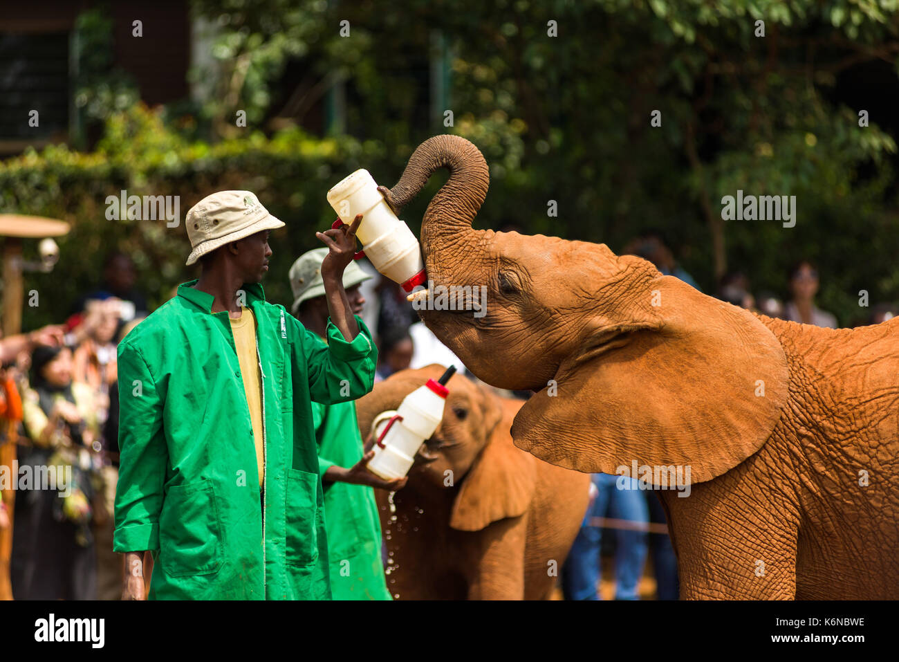 Bambini baby bush africano Elefante africano (Loxodonta africana) durante il periodo di alimentazione al David Sheldrick's l'Orfanotrofio degli Elefanti, Nairobi, Kenia Foto Stock