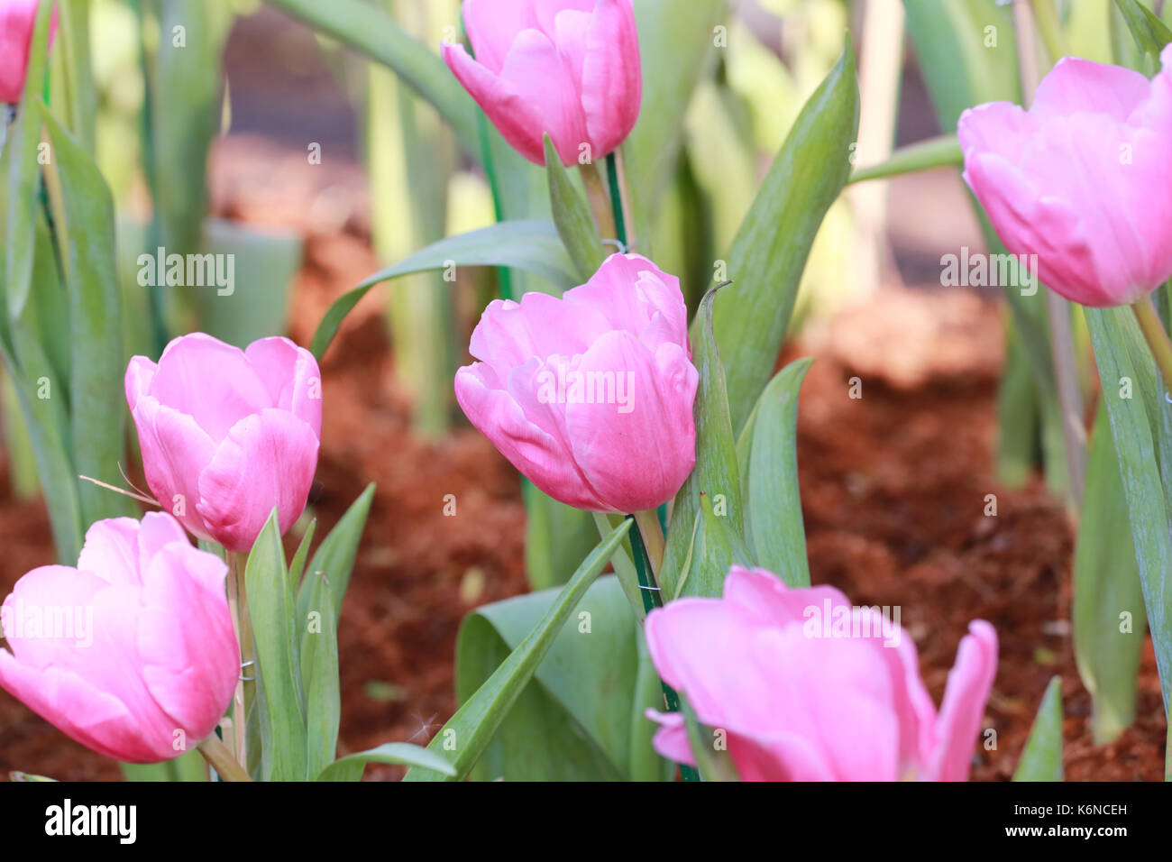 Rosa luminoso tulipani in fiore nel giardino. Foto Stock