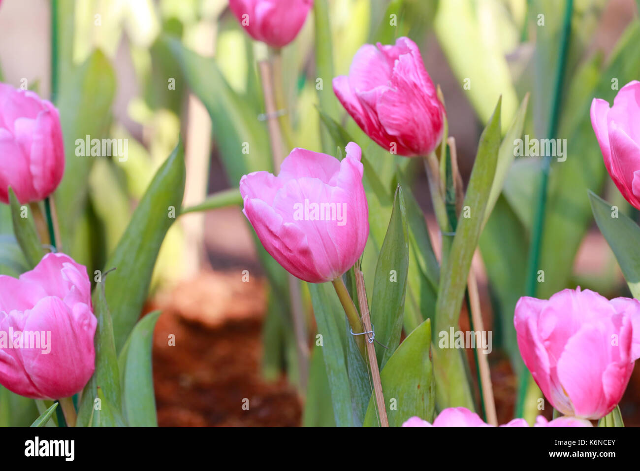 Rosa luminoso tulipani in fiore nel giardino. Foto Stock