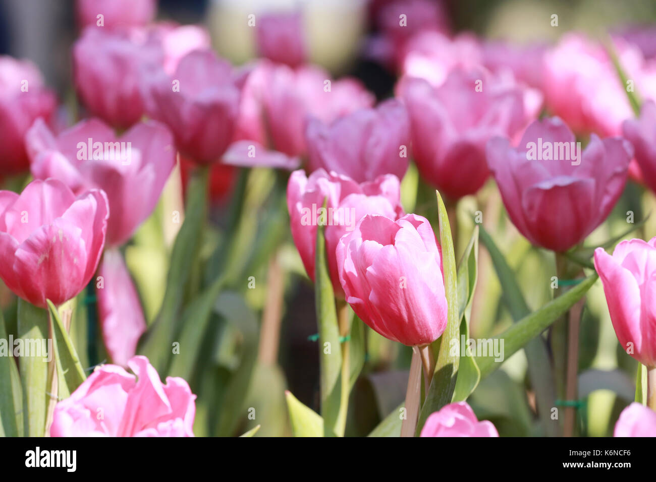 Rosa luminoso tulipani in fiore nel giardino. Foto Stock
