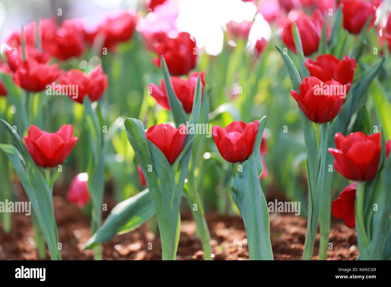 Rosso brillante fioritura di tulipani nel giardino. Foto Stock