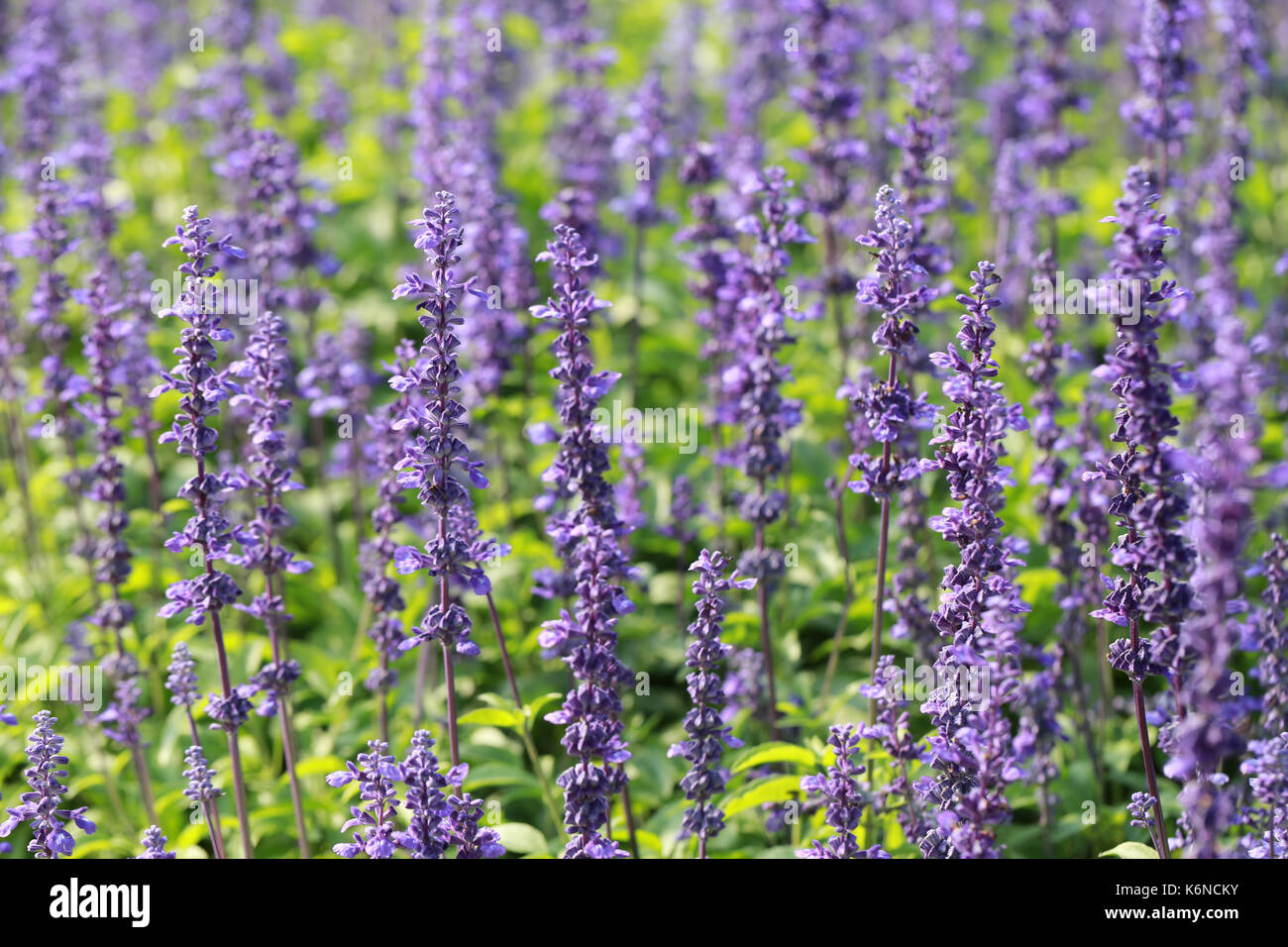 Freschi di fiori di lavanda in giardino per il concetto di bellezza della natura flora. Foto Stock