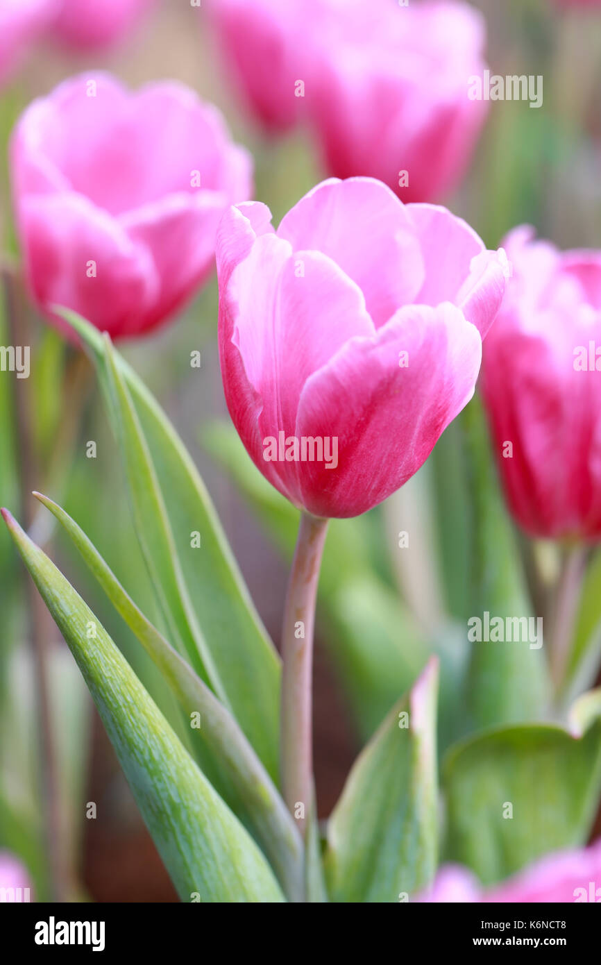 Rosa brillante fioritura di tulipani nel giardino. Foto Stock