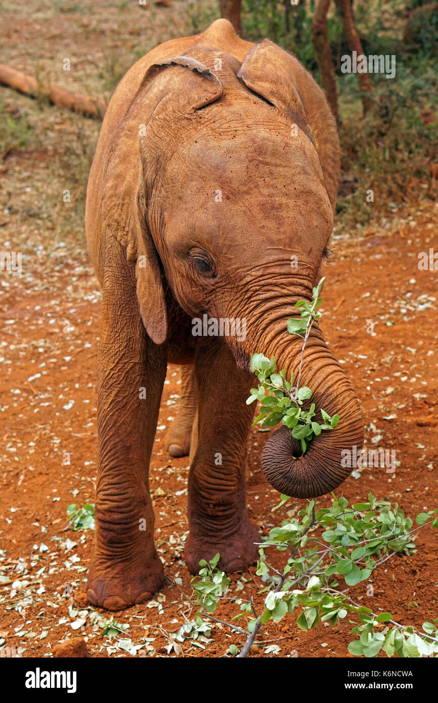 Piccolo elefante mangiare le foglie in Kenya Foto Stock