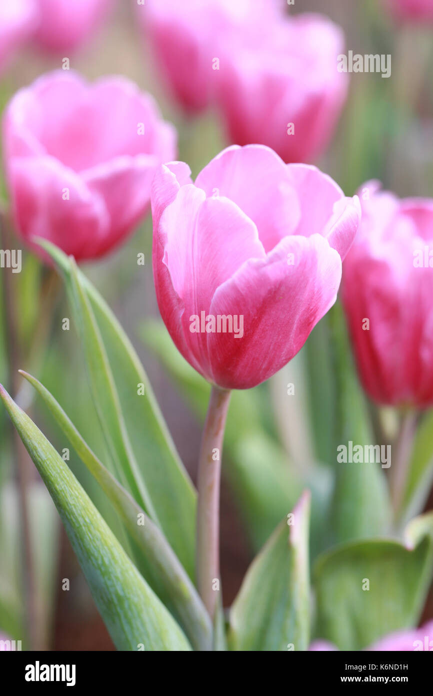 Rosa brillante fioritura di tulipani nel giardino. Foto Stock
