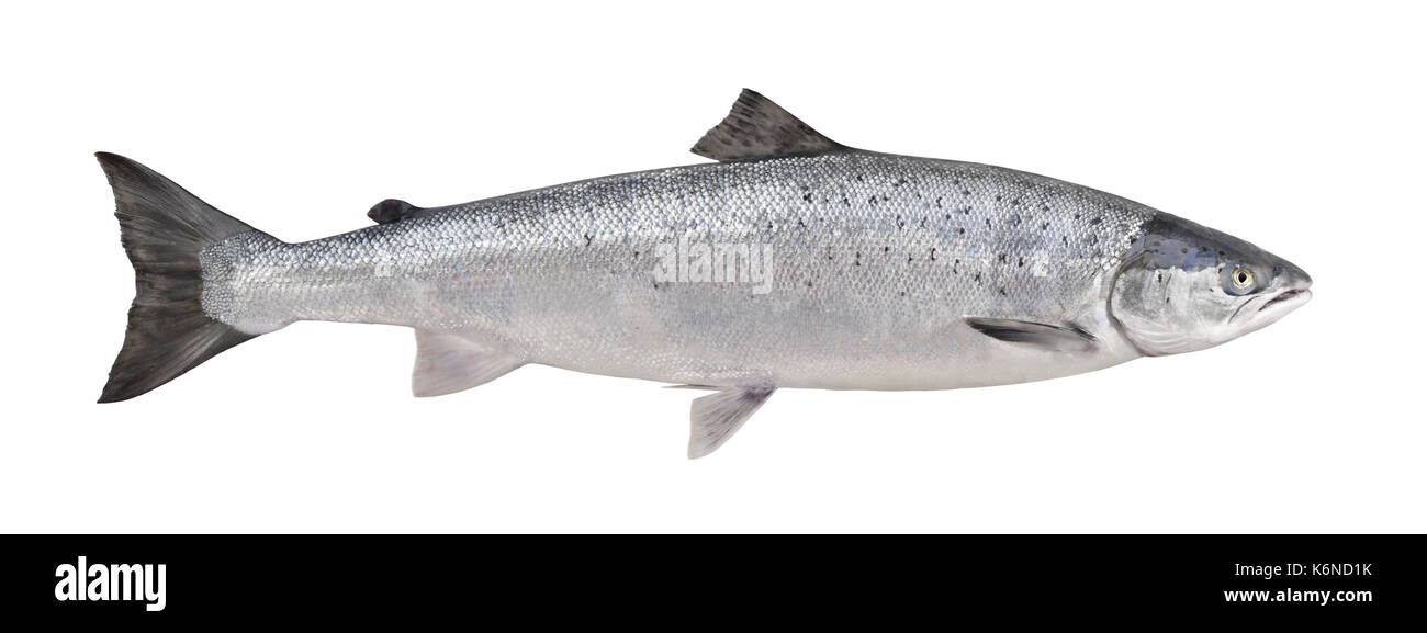Salmone atlantico - Salmo salar Foto Stock