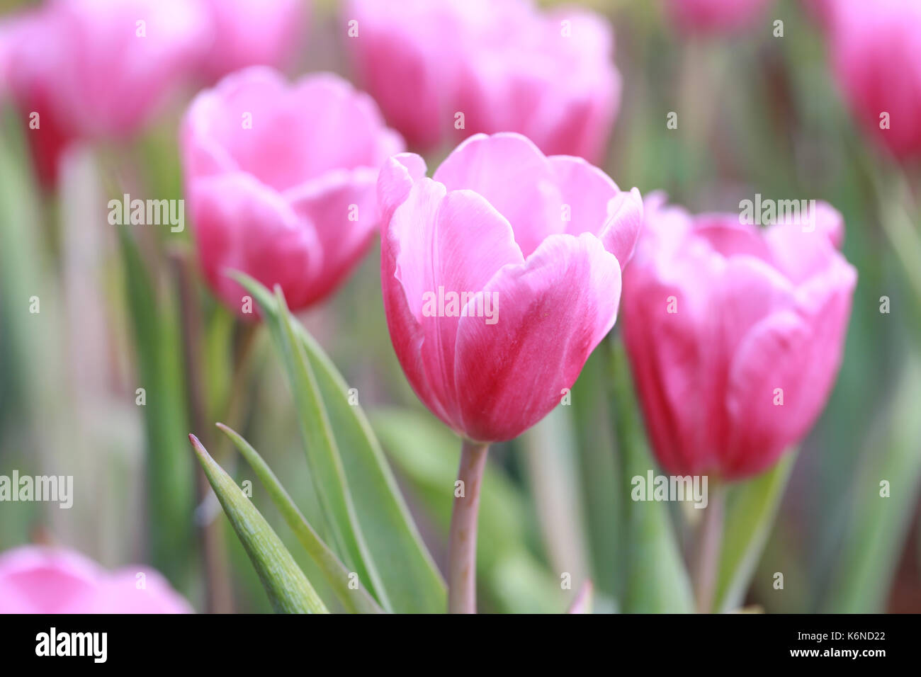 Rosa brillante fioritura di tulipani nel giardino. Foto Stock