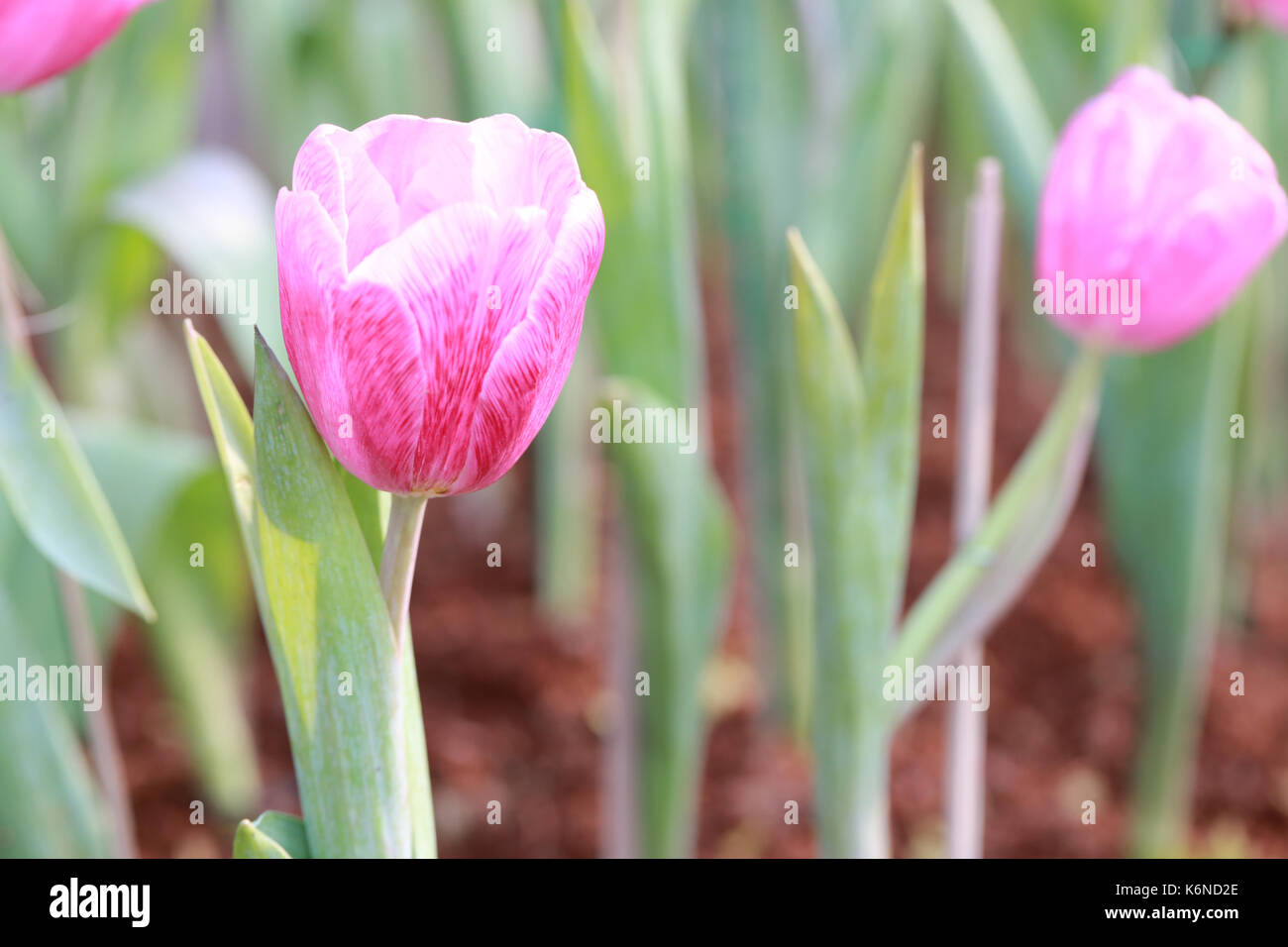 Rosa brillante fioritura di tulipani nel giardino. Foto Stock