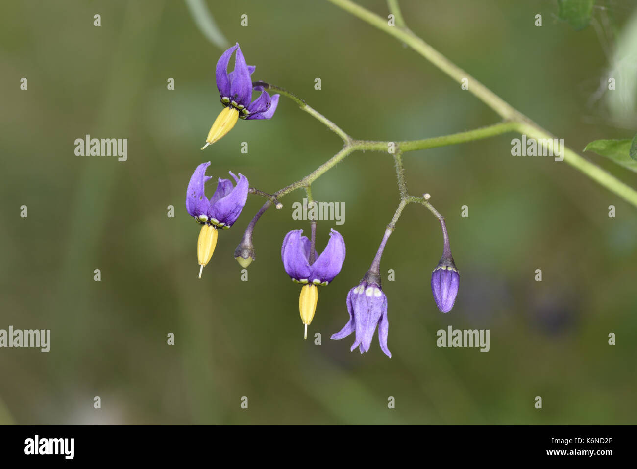 Agrodolce - Solanum dulcamara Foto Stock