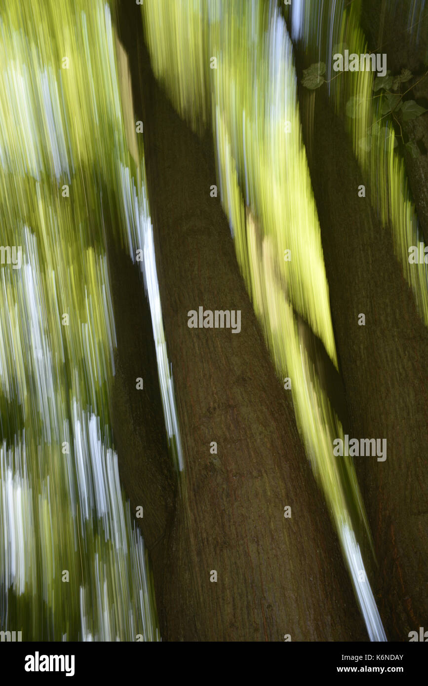 Piccolo-lasciava in calce - tilia cordata Foto Stock