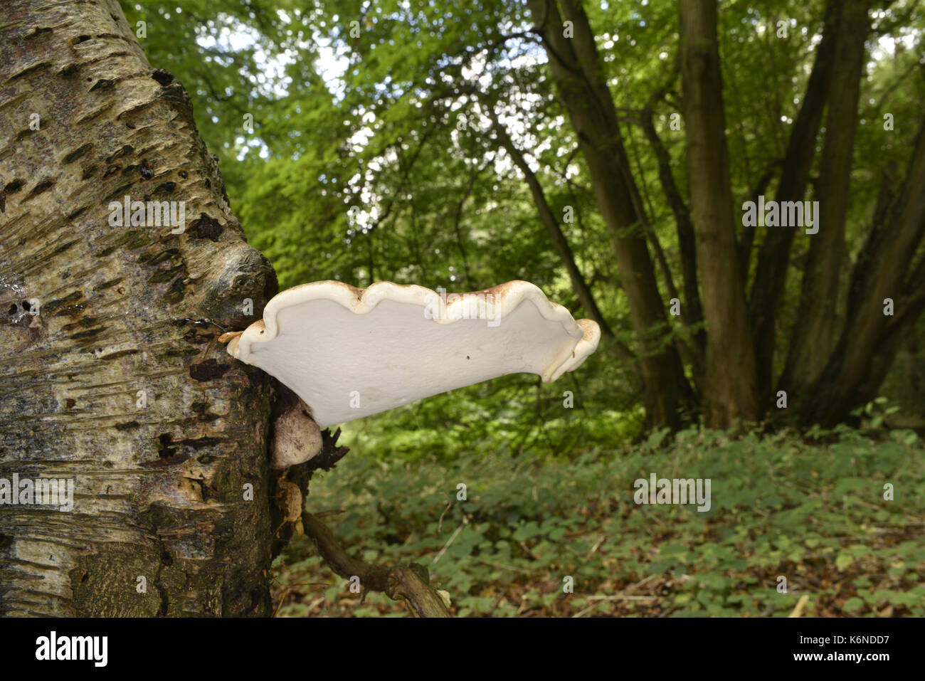 Birch polypore - piptoporus betulinus Foto Stock