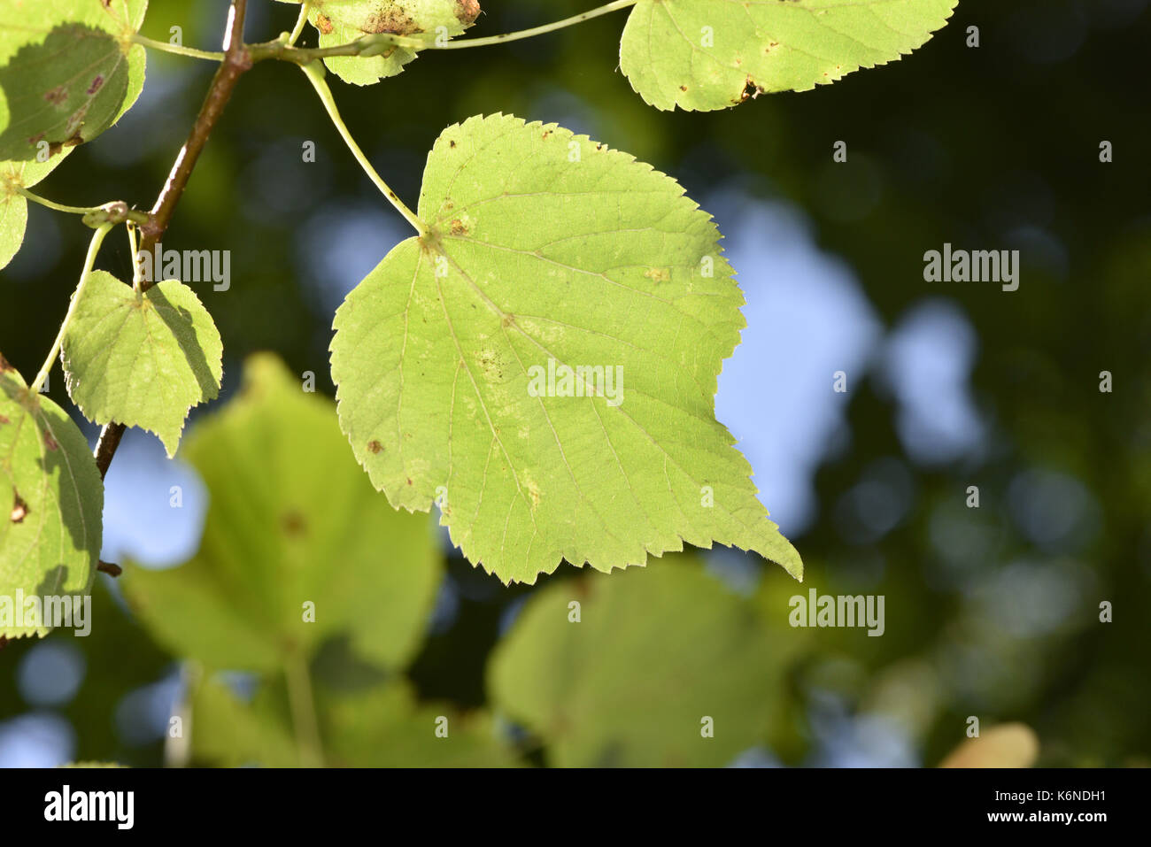Piccolo-lasciava in calce - tilia cordata Foto Stock