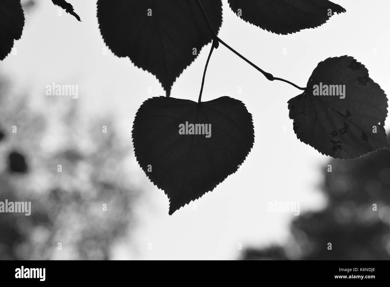 Piccolo-lasciava in calce - tilia cordata Foto Stock