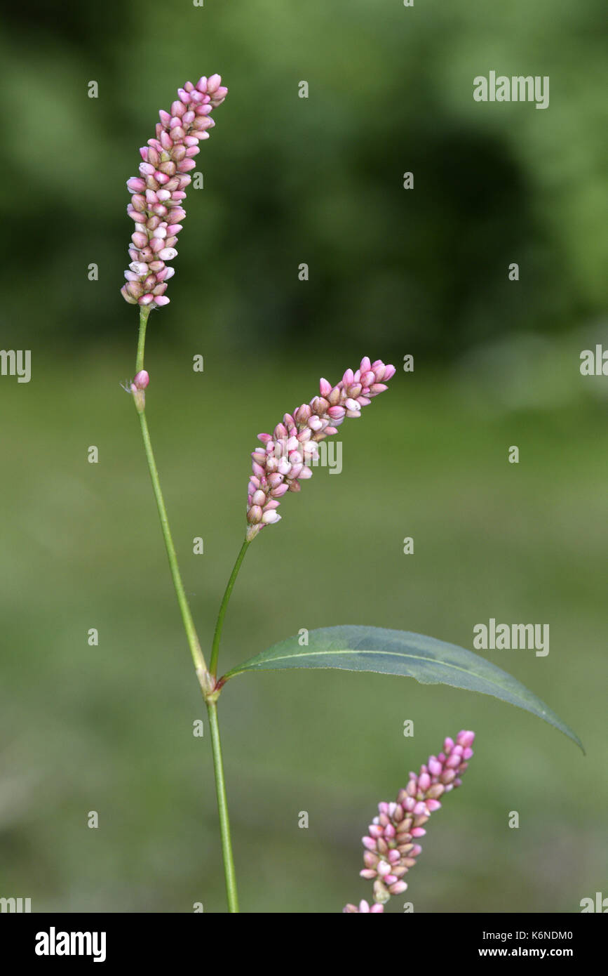 Redshank - persicaria maculosa Foto Stock