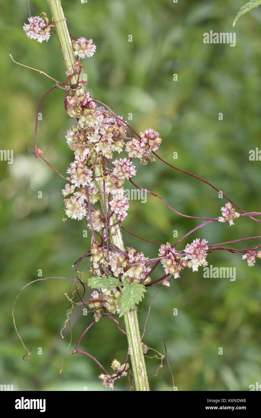 Maggiore tremava - cuscuta europaea - un parassita di comune ortica Urtica dioica Foto Stock