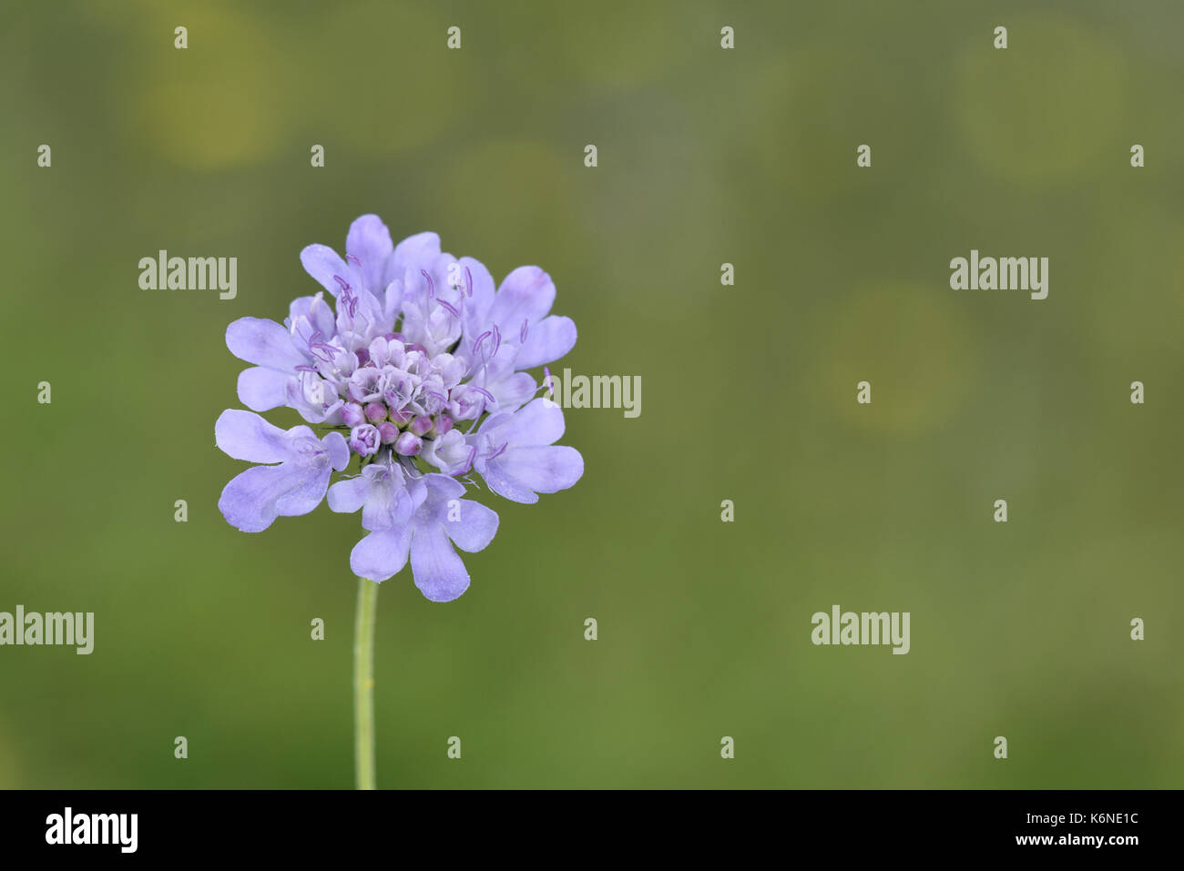 Piccolo scabious - scabiosa colombari Foto Stock