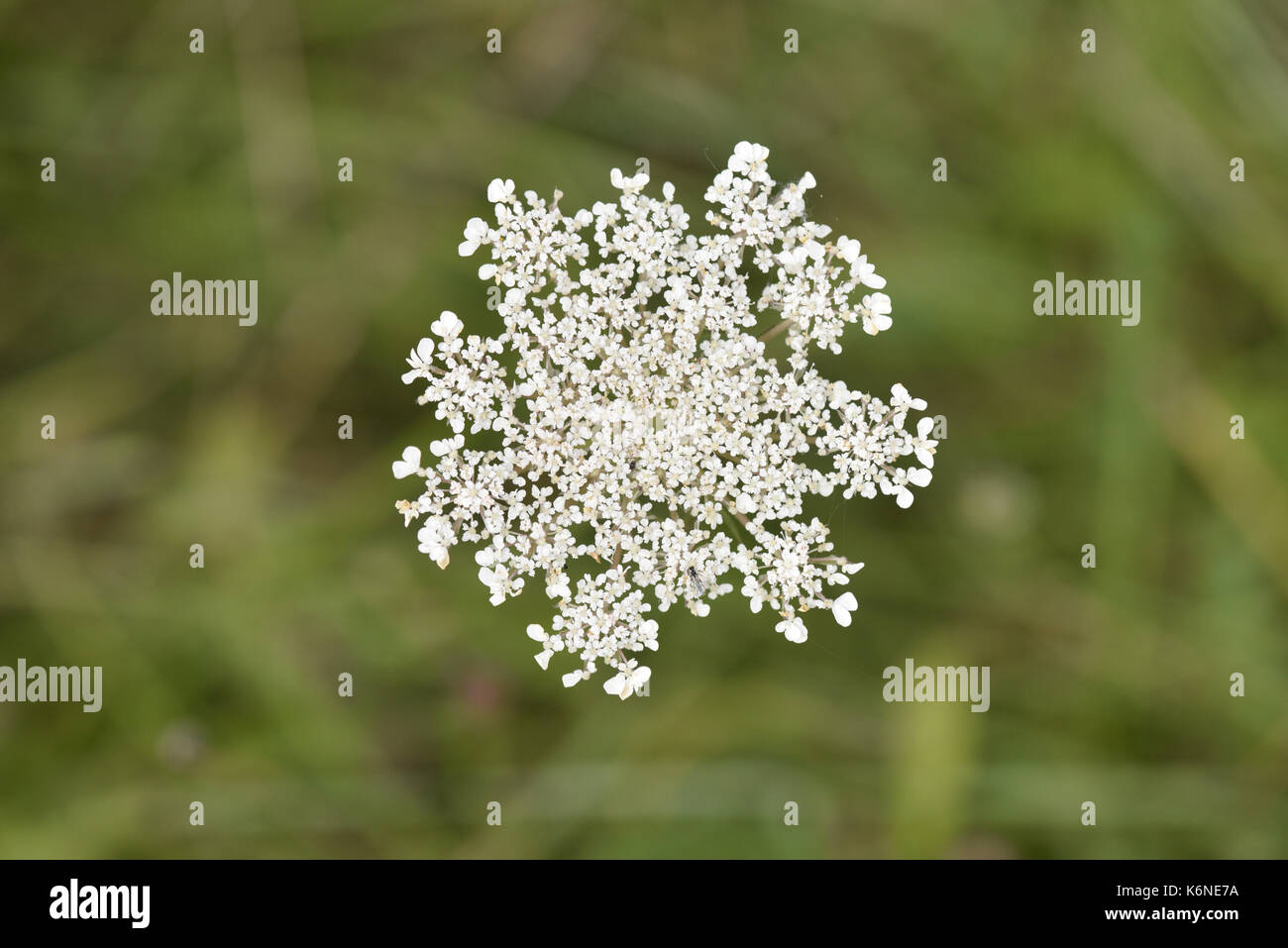 Burnett-sassifraga - pimpinella saxifraga Foto Stock