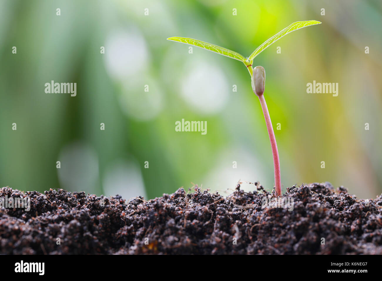 Il verde di germogli di soia sul terreno in un orto e hanno natura sfondo bokeh di fondo per il concetto di crescita e di agricoltura. Foto Stock