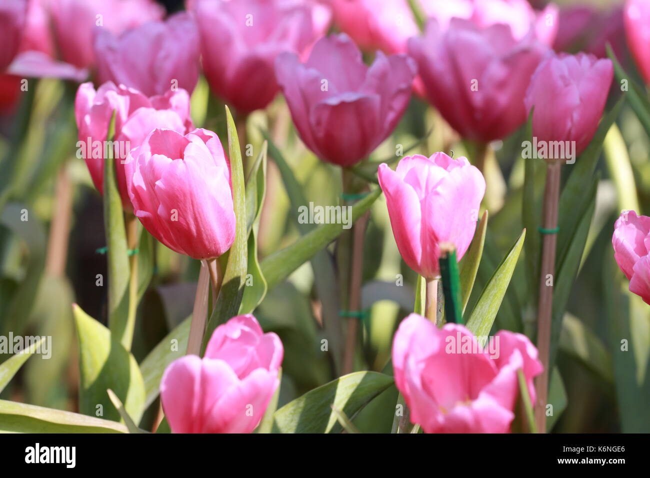 Rosa luminoso tulipani in fiore nel giardino. Foto Stock