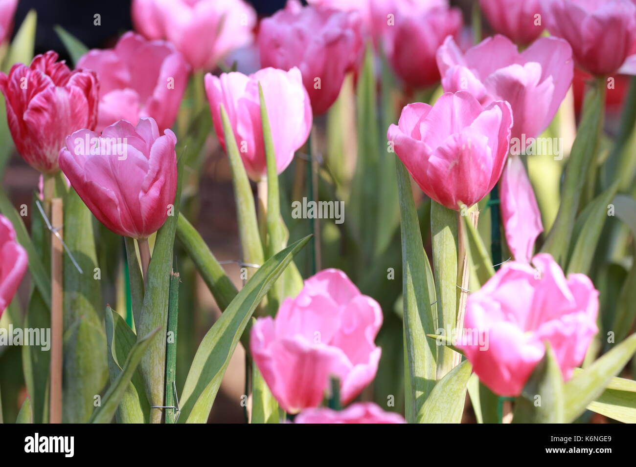 Rosa luminoso tulipani in fiore nel giardino. Foto Stock