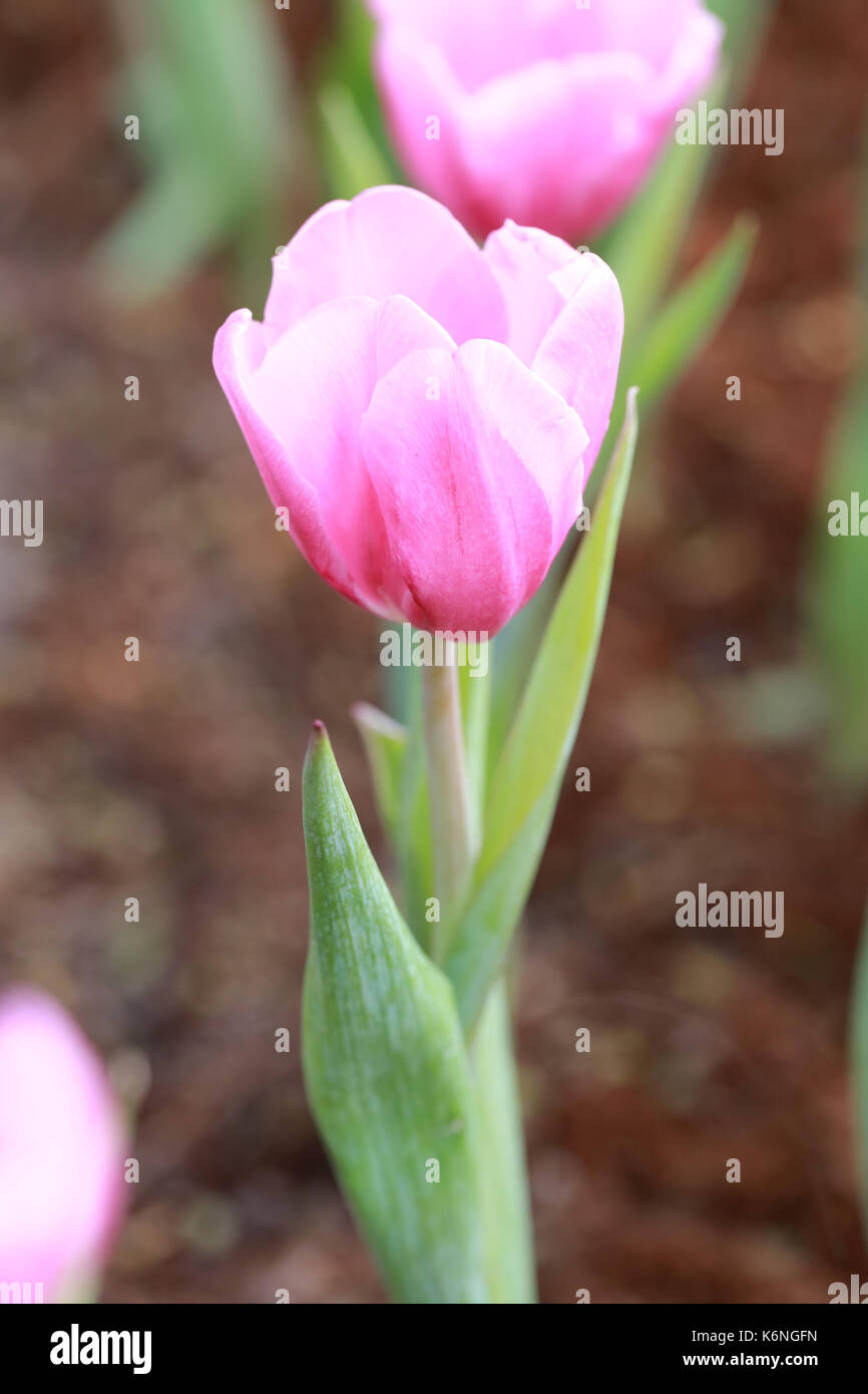 Rosa brillante fioritura di tulipani nel giardino. Foto Stock