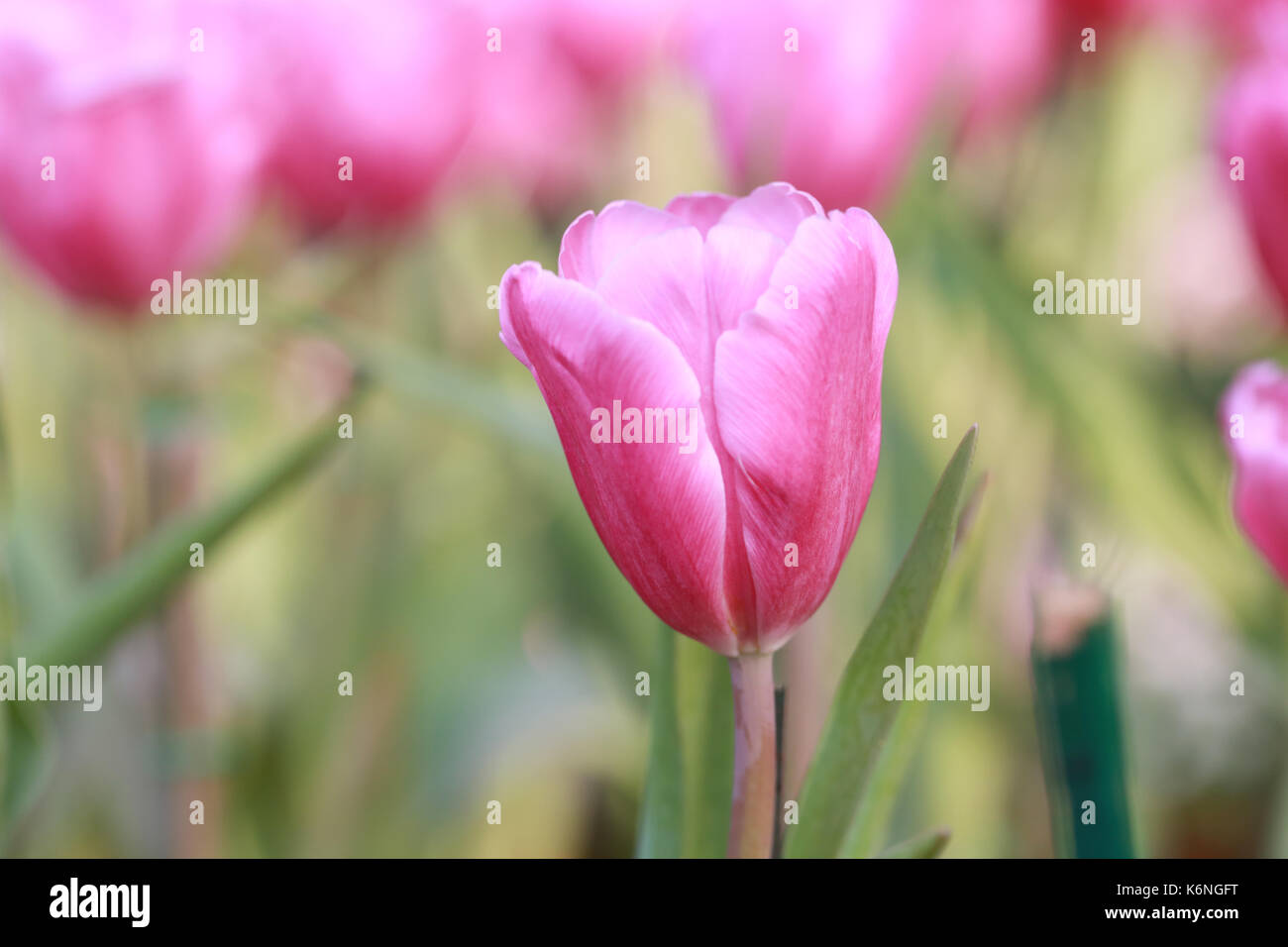 Rosa brillante fioritura di tulipani nel giardino. Foto Stock