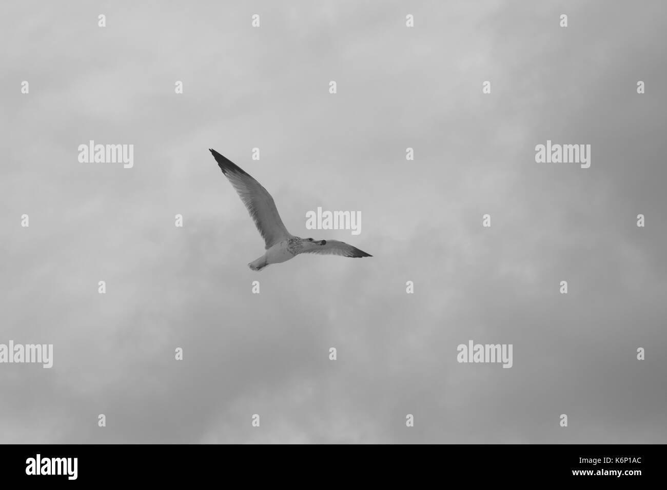 Bird alla ricerca di cibo sulla spiaggia Foto Stock