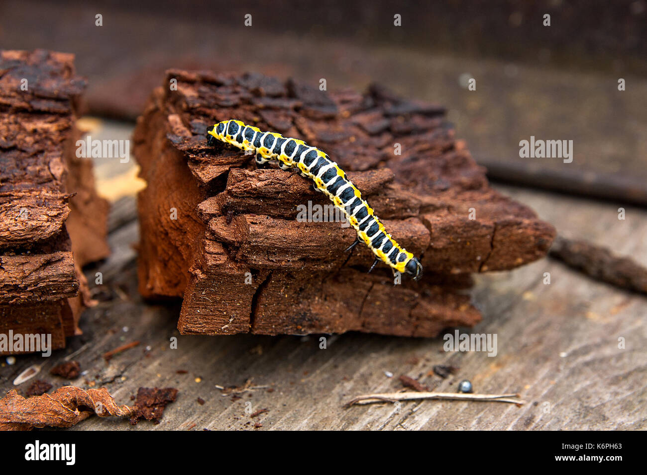 Bella caterpillar si insinua sul pezzo di vecchio legno marrone. caterpillar del vecchio mondo a coda di rondine (papilio machaon), una farfalla della famiglia papilio Foto Stock