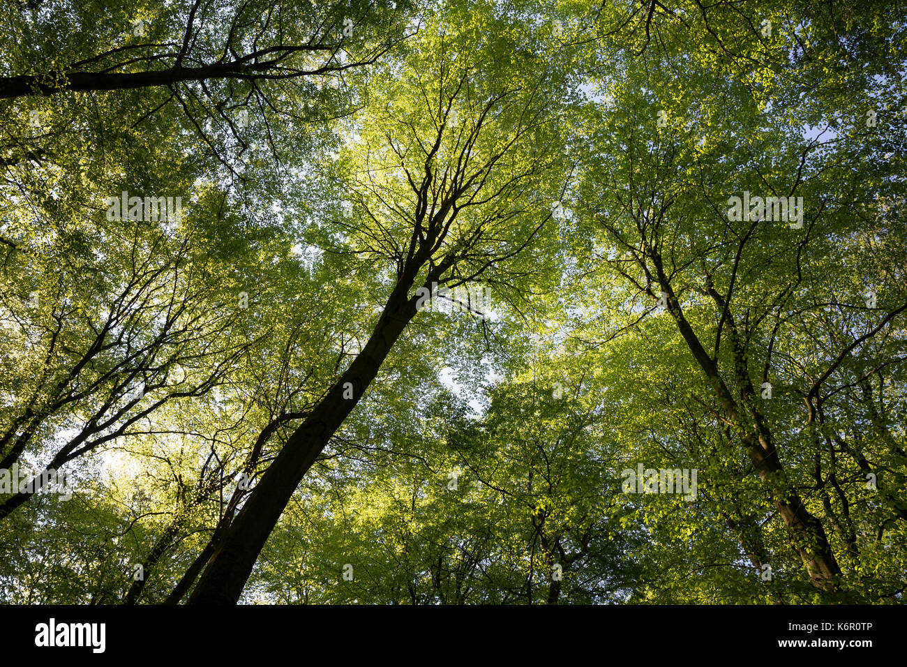 Buchenwald im Frühling, Frühjahr, Hochwald aus Rotbuche, Rot-Buche, Buche, Buchen, Blätterdach, Fagus sylvatica, Faggio comune, Europaen Faggio, Faggio, Fayard, Foto Stock