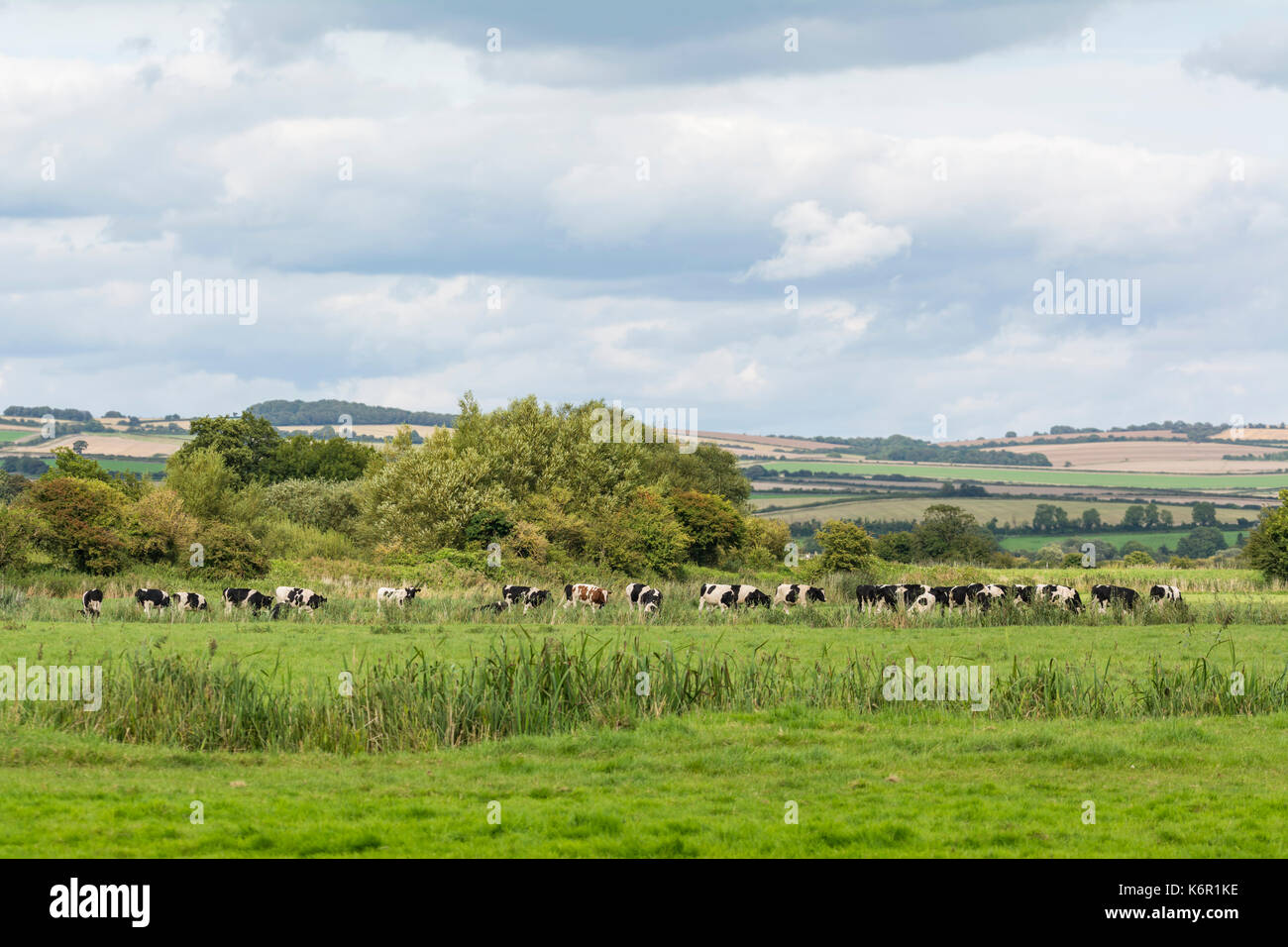 Mandria di mucche in un campo nel West Sussex campagna inizio autunno con il South Downs in background in Arundel, West Sussex, in Inghilterra, Regno Unito. Foto Stock