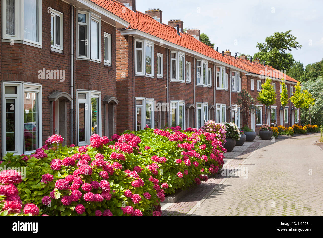 Si trova in un bel quartiere in Capelle aan den IIssel nei Paesi Bassi con fiori in strada Foto Stock