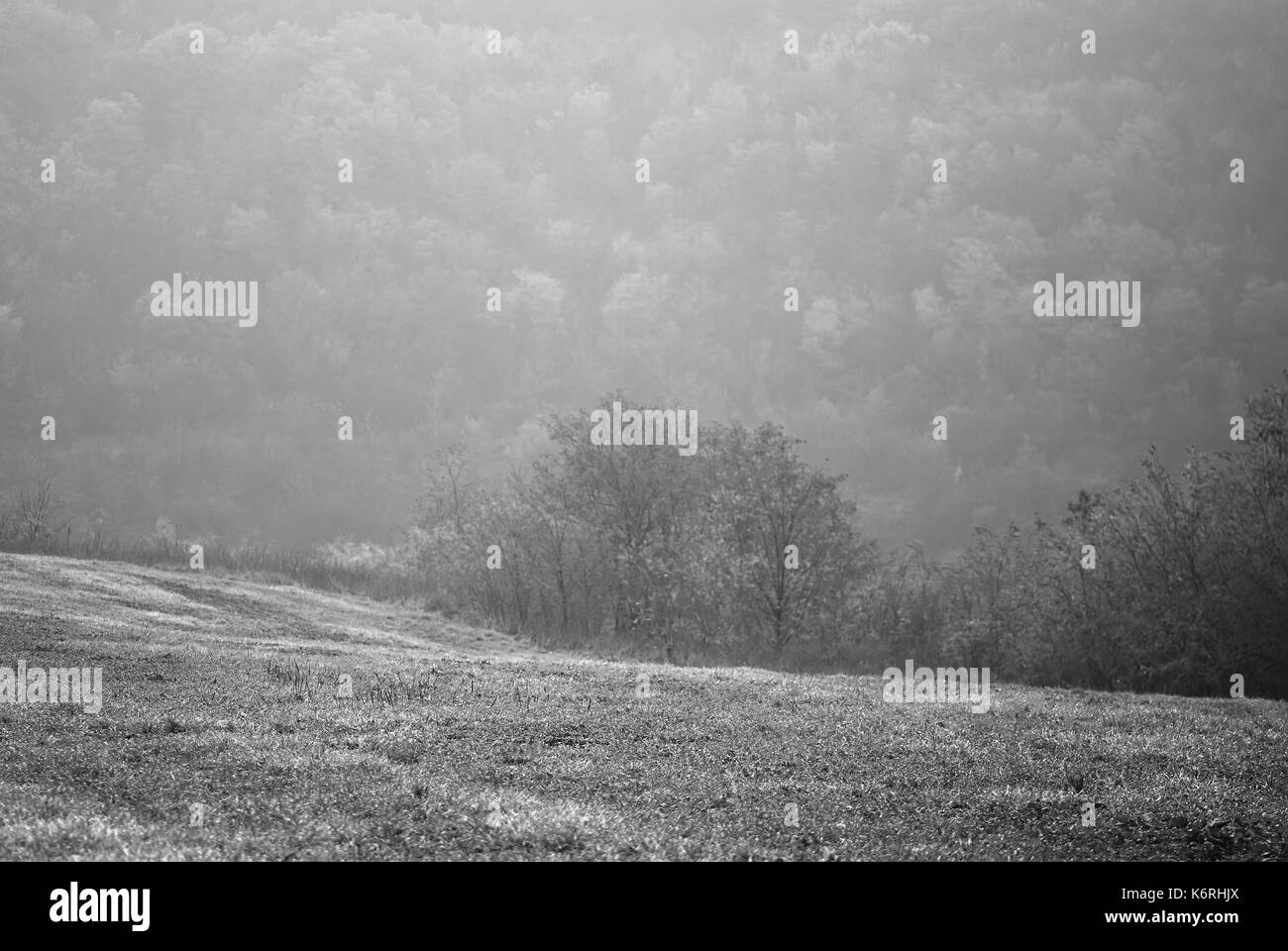 Prato e Bosco in autunno nelle campagne fotografiche monocromatiche. Sfondo per web design Foto Stock