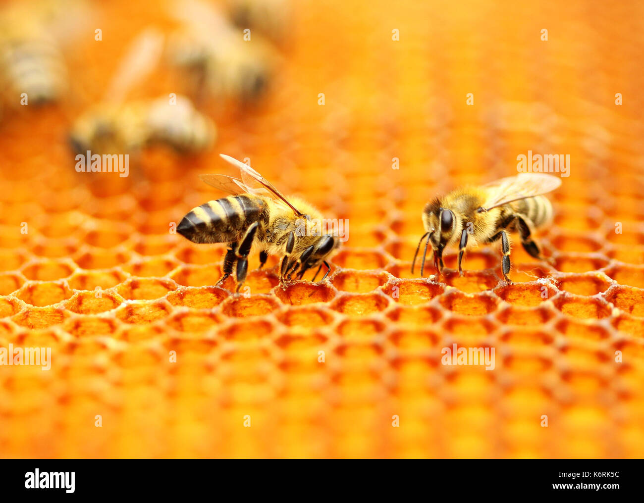 Le api da miele di favo di miele Foto Stock