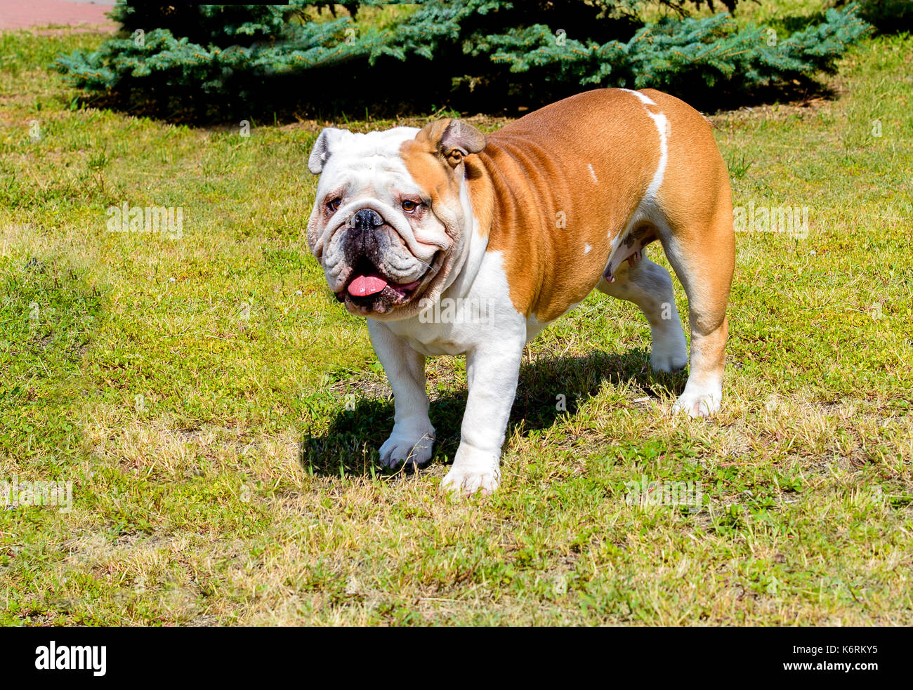 Bulldog guarda avanti. bulldog sorge sull'erba. Foto Stock