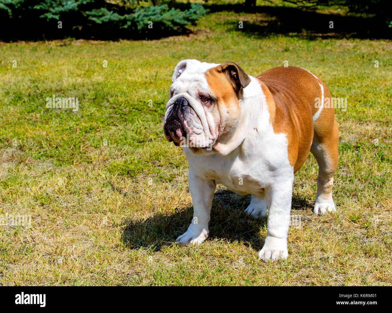 Bulldog guarda a parte. bulldog sorge sull'erba. Foto Stock