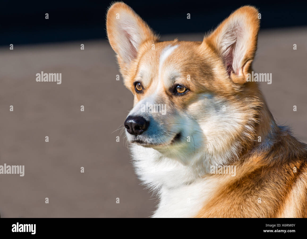 Cardigan welsh corgi ritratto. il cardigan welsh corgi è ritratto all'esterno. Foto Stock