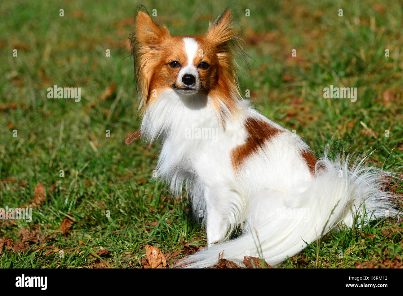 Chihuahua passeggiate. la cute chihuahua è nel parco. Foto Stock
