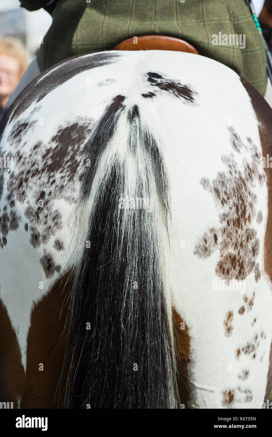 Appaloosa marrone e bianco cavallo trasversale. Colorato mantello macchiato pattern e la coda in corrispondenza di Moreton in Marsh paese mostrano, nel Gloucestershire. Regno Unito Foto Stock